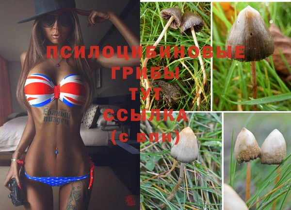 шишки Армянск